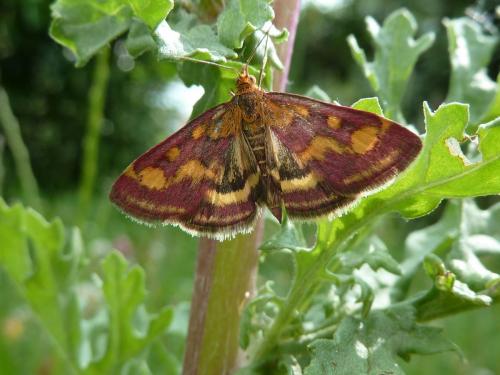 Réf. 185 664 : Pyrausta purpuralis
